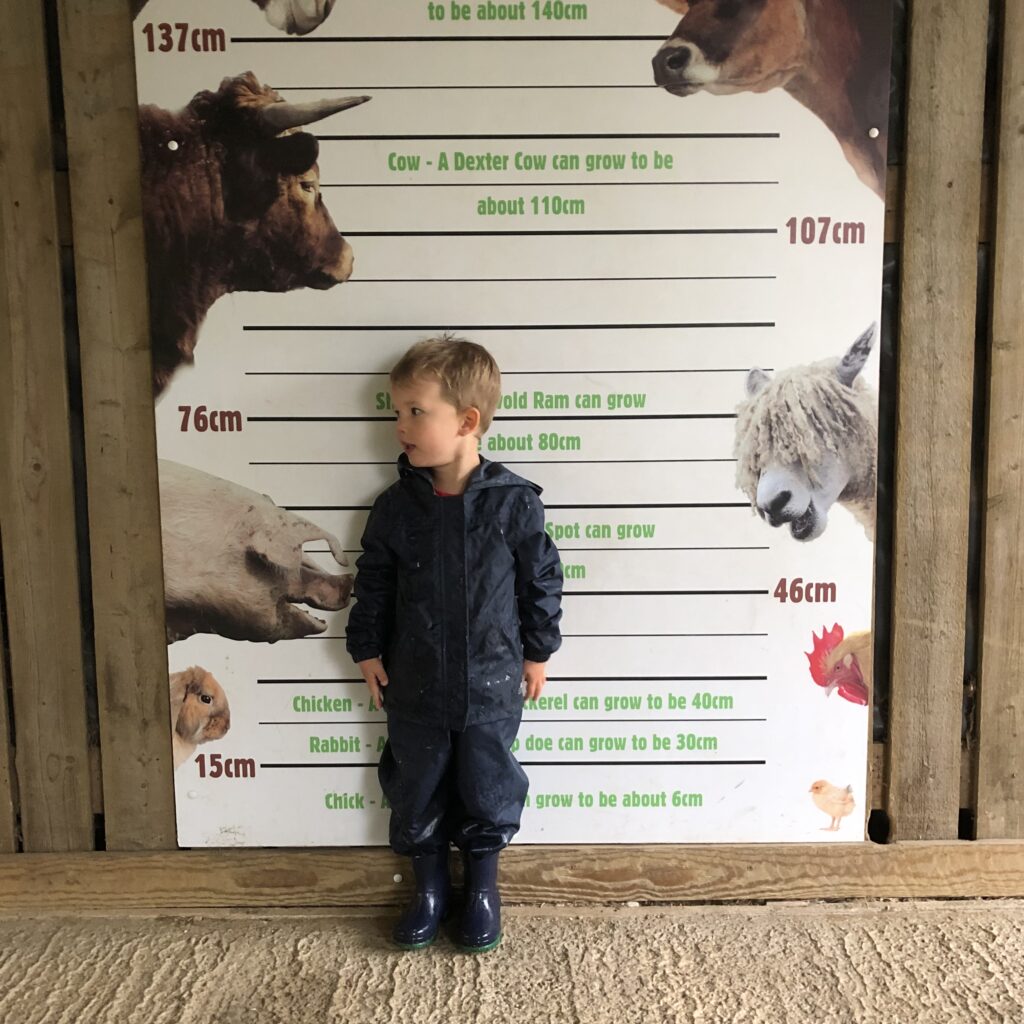 Animal attractions near Cheltenham: A photograph of a little boy standing against a height chart comparing the heights of different farm animals.