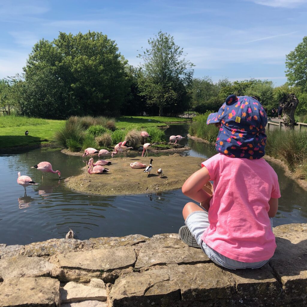 Animal attractions near Cheltenham: Photograph of a little boy sitting on a wall overlooking the flamingo pond at Slimbridge.