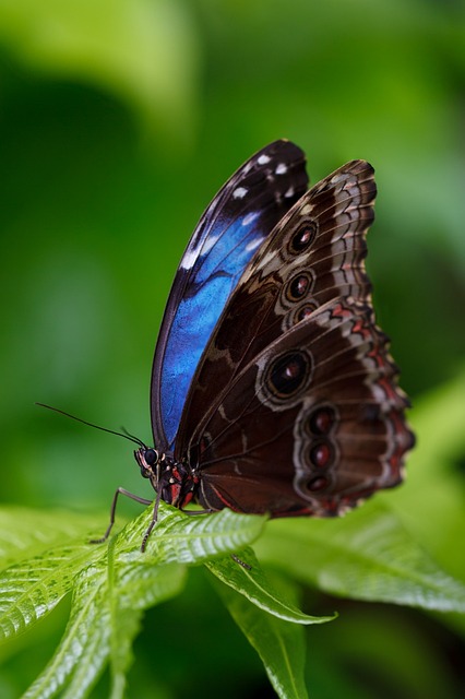 Animal attractions near Cheltenham: A photograph of a blue butterfly on a green leaf, to accompany text about Stratford Butterfly Farm.